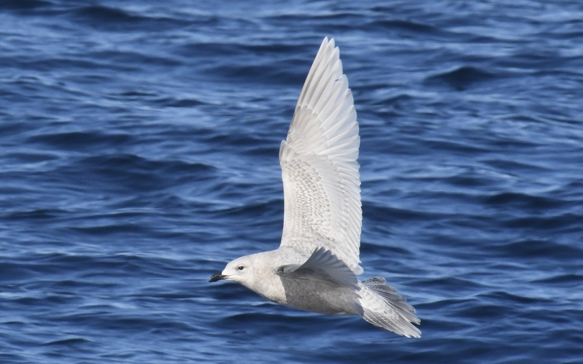 Мартин гренландський - ML647736002