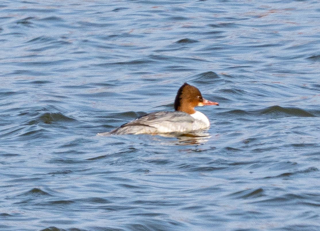 Крех великий - ML647736003