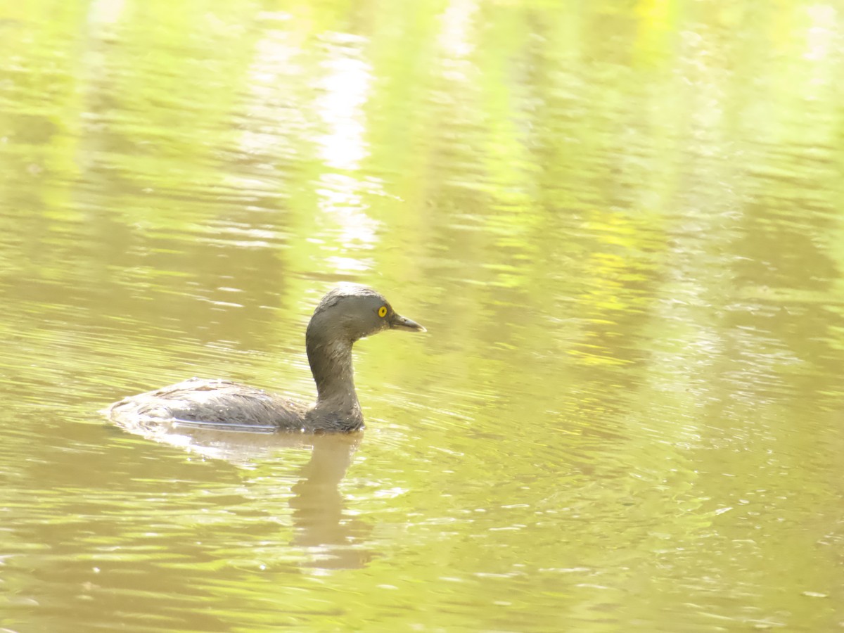 Amerika Küçük Batağanı - ML647736004