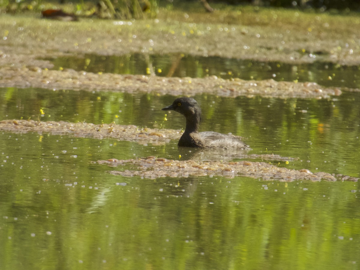 Amerika Küçük Batağanı - ML647736005