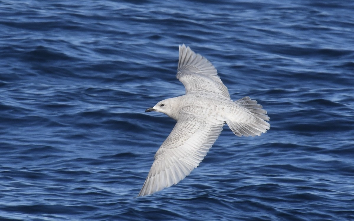 Мартин гренландський - ML647736006