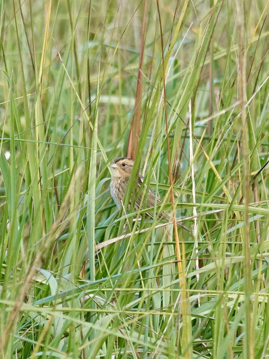 Nelson's Sparrow - ML647736019