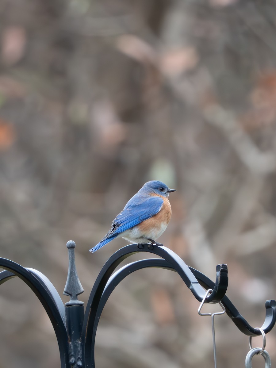 Azulejo Oriental - ML647736029