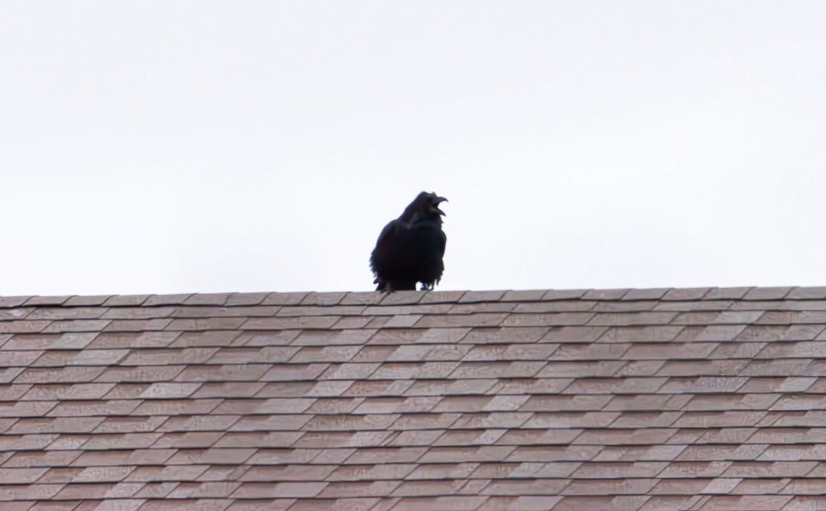 Common Raven - ML647736036