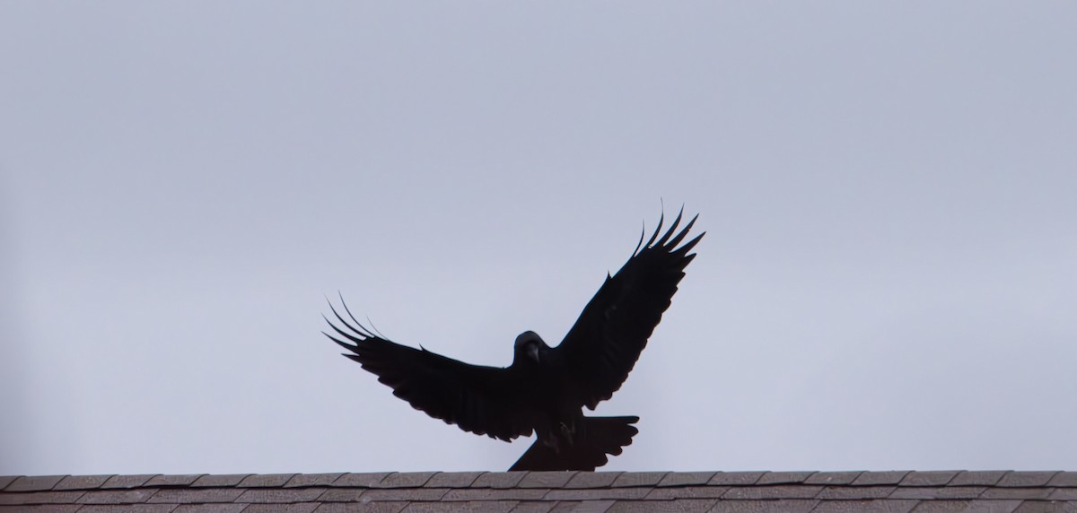 Common Raven - ML647736038