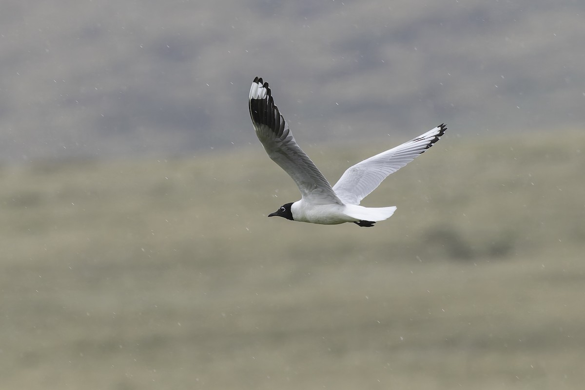 Andean Gull - ML647736043