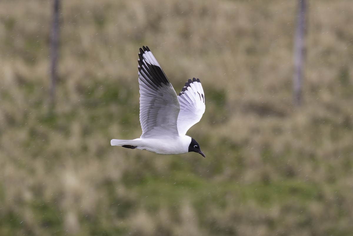 Andean Gull - ML647736044