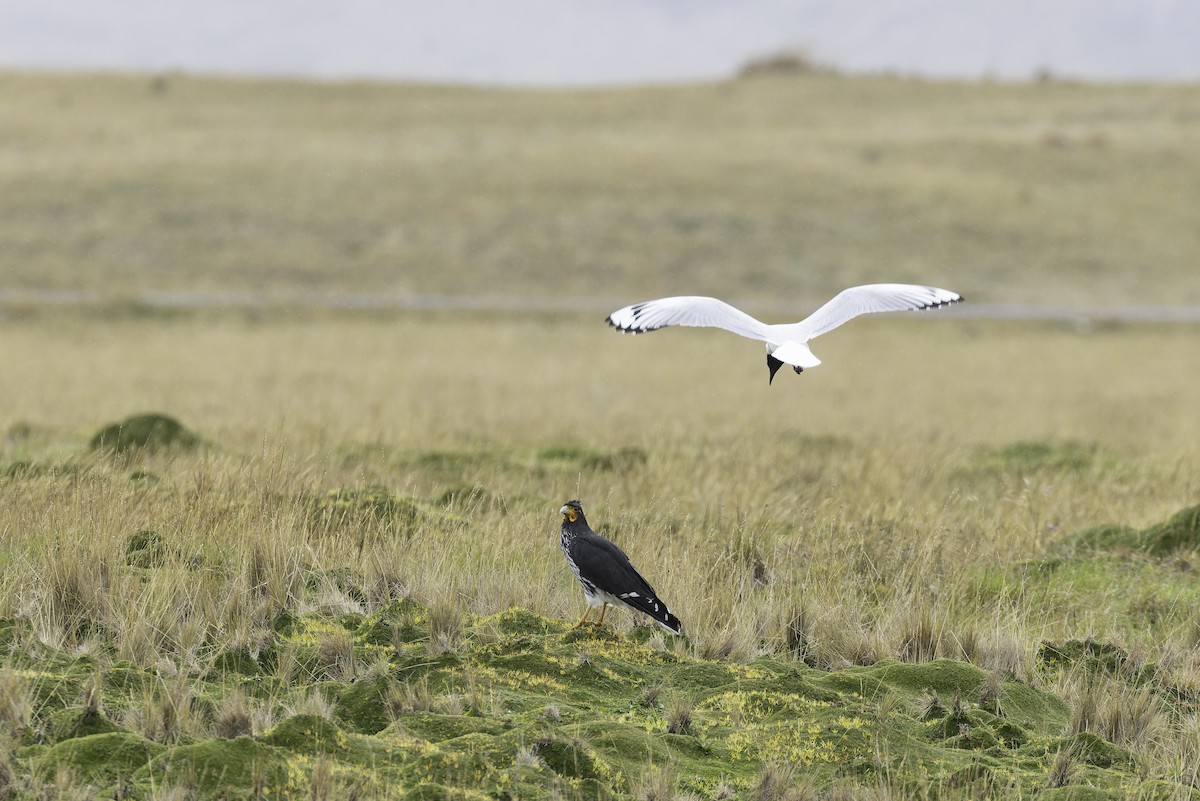 Andean Gull - ML647736046