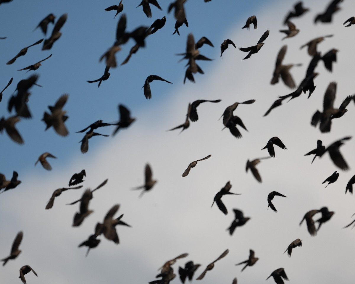 Braunkopf-Kuhstärling - ML647736065