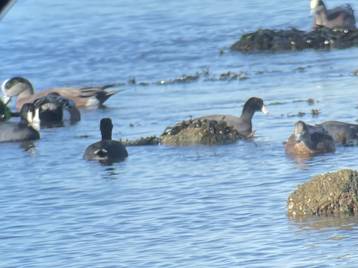 Foulque d'Amérique - ML647736077