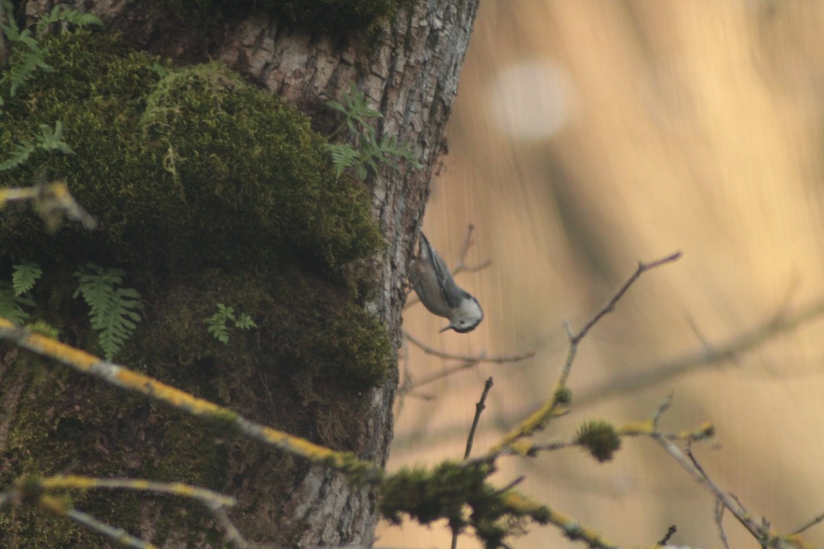 Sittelle à poitrine blanche - ML647736078