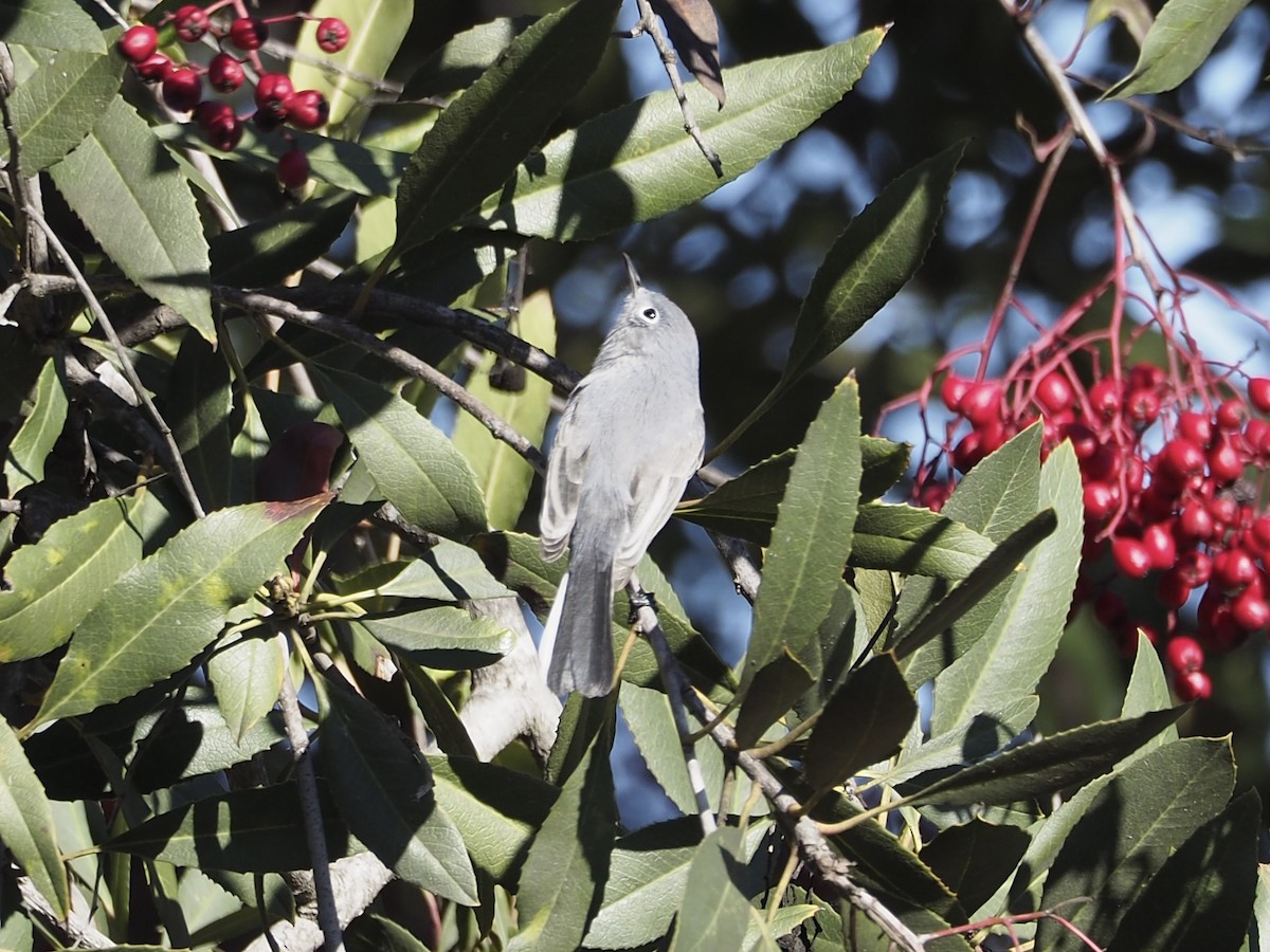 Голубая комароловка [группа obscura] - ML647736084
