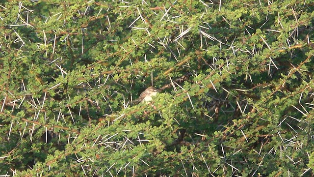 Принія бліда - ML647736094