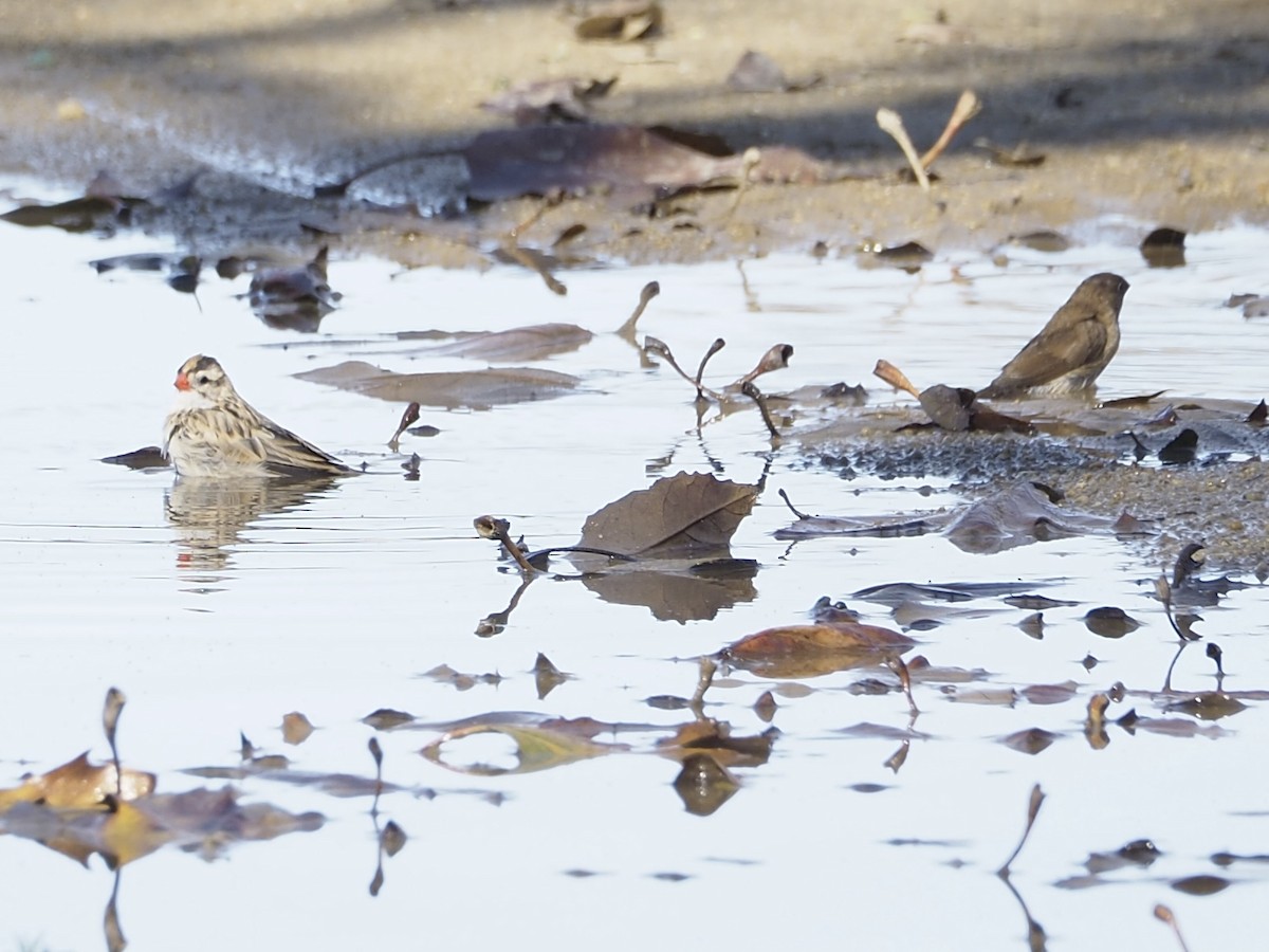 Scaly-breasted Munia - ML647736098