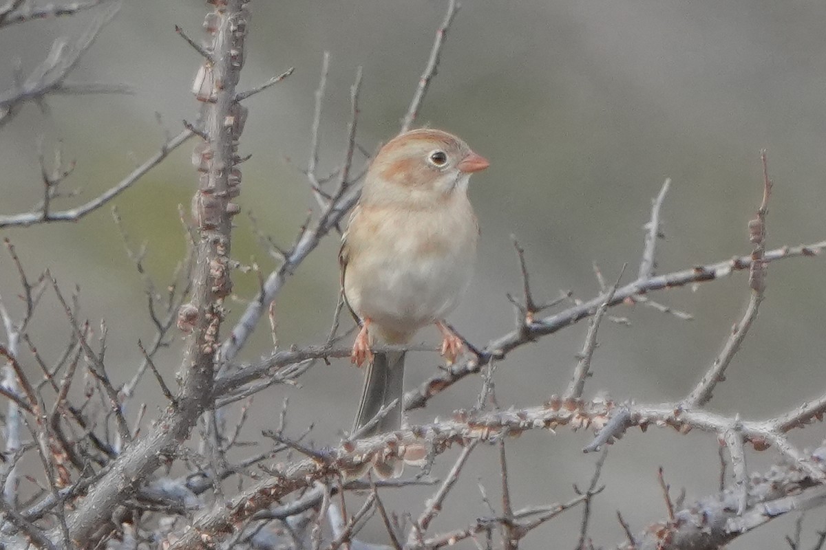 Field Sparrow - ML647736099