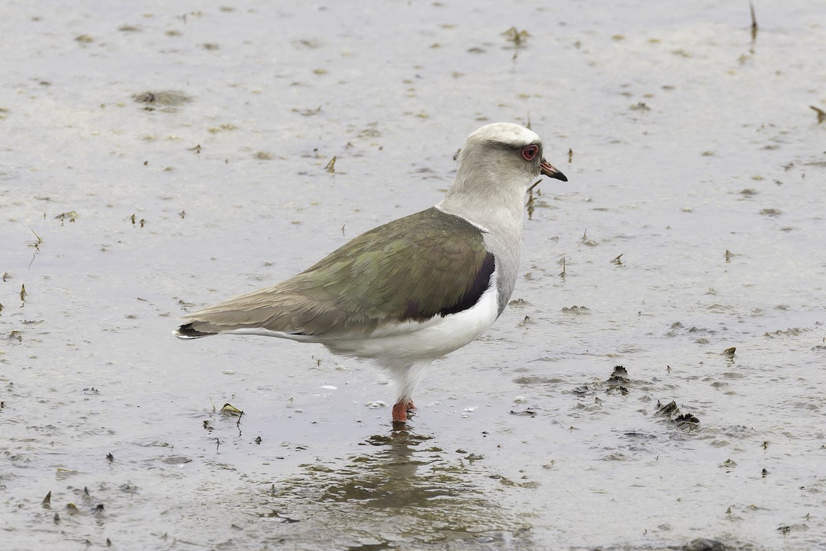 Andean Lapwing - ML647736100