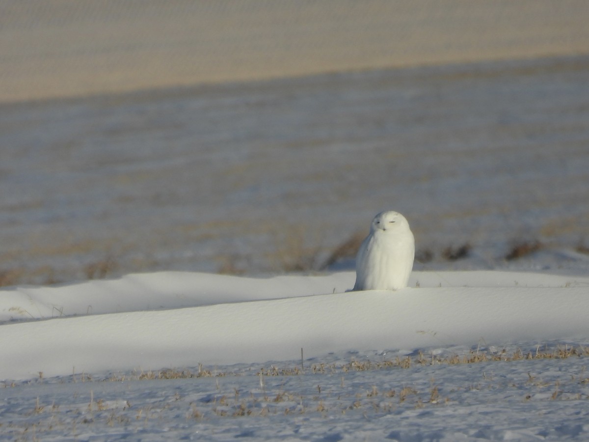 Snowy Owl - ML647736111