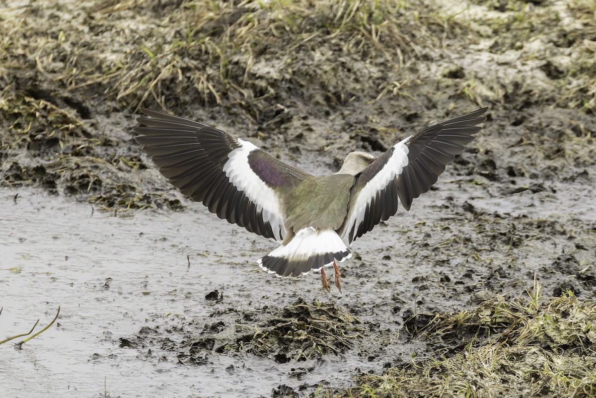 Andean Lapwing - ML647736113