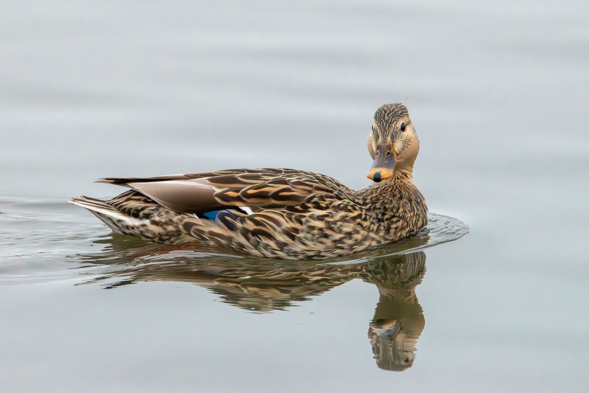 Mallard - ML647736118