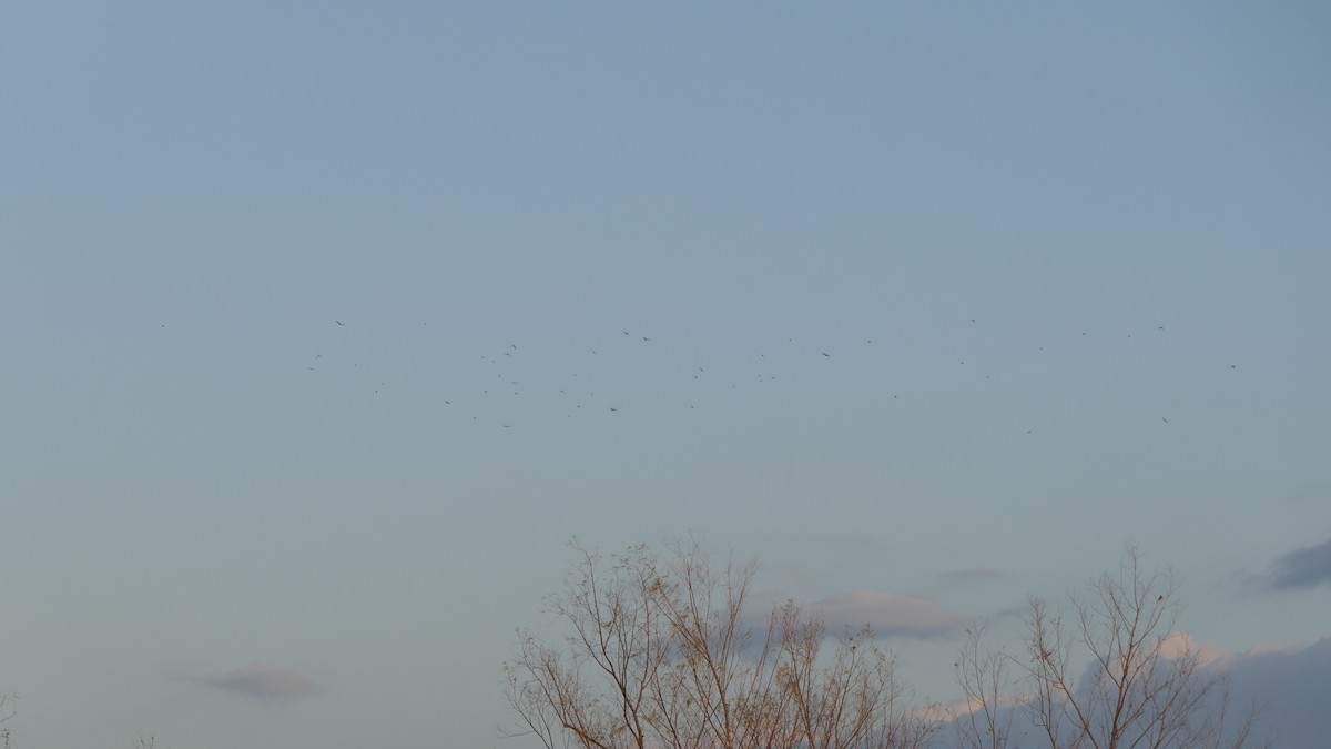 Western Meadowlark - ML647736121