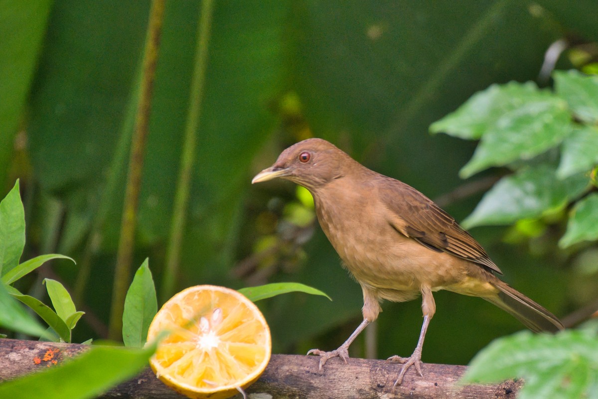 Clay-colored Thrush - ML647736122