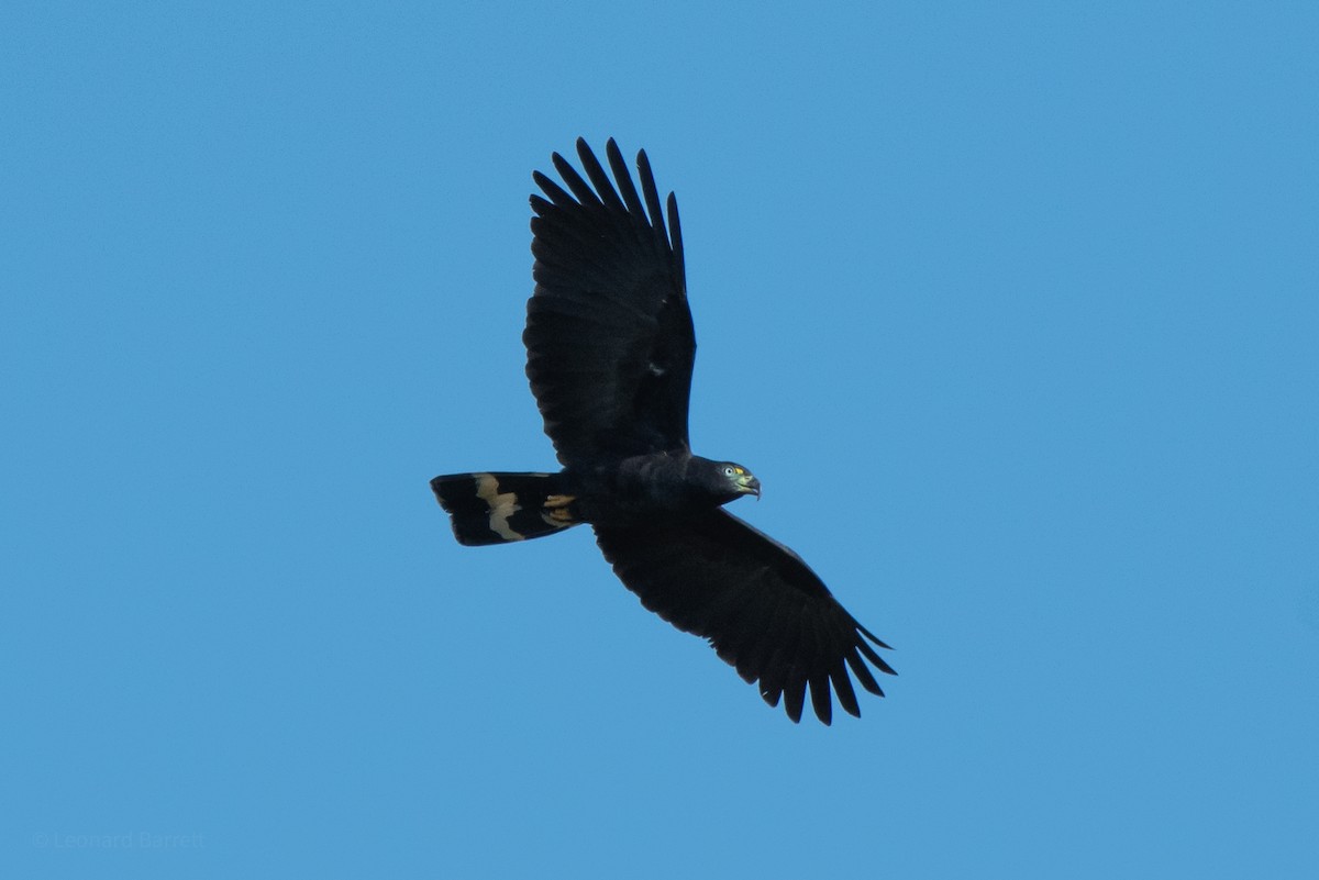 Hook-billed Kite - ML647736133