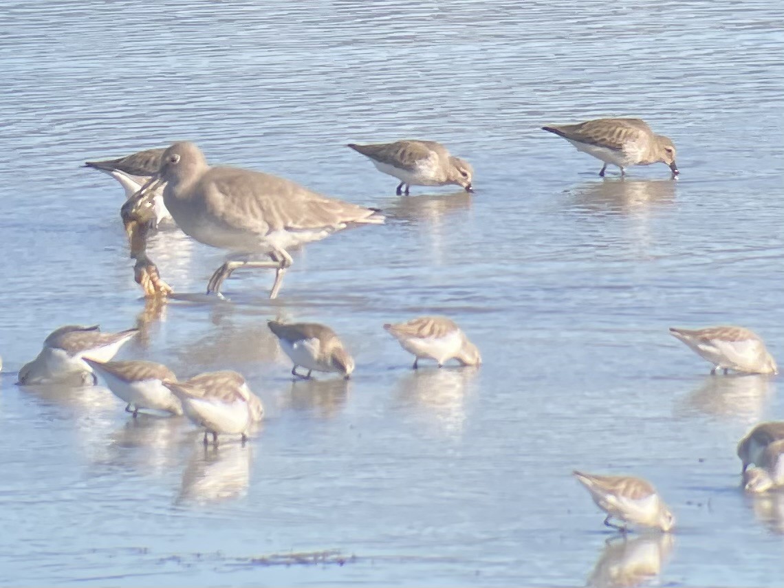 Willet - ML647736134