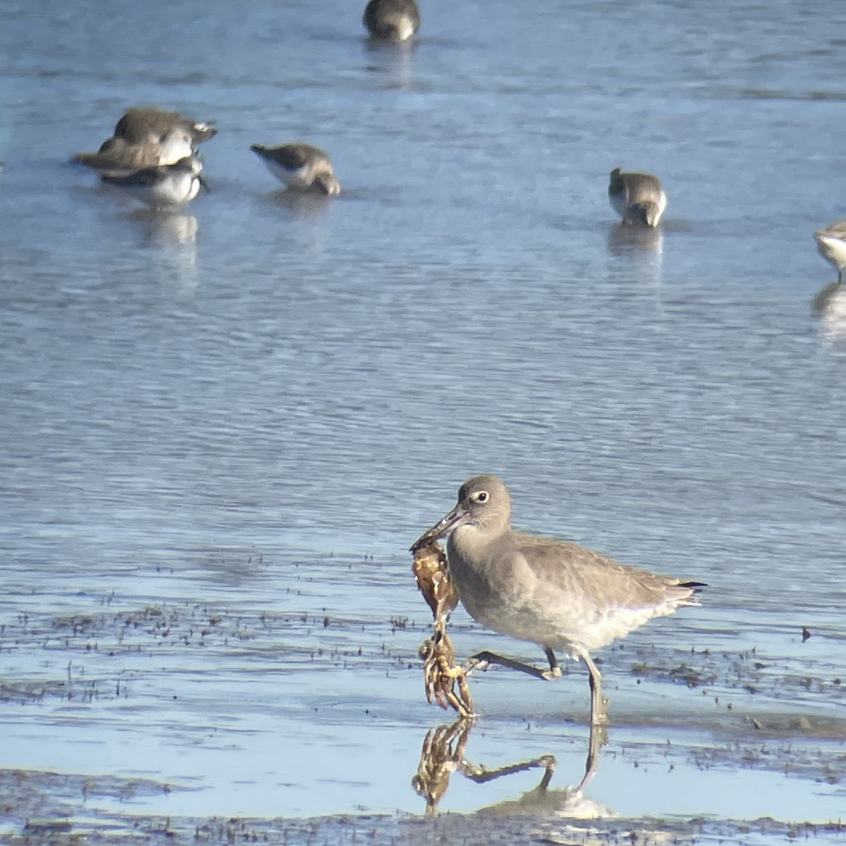 Willet - ML647736135