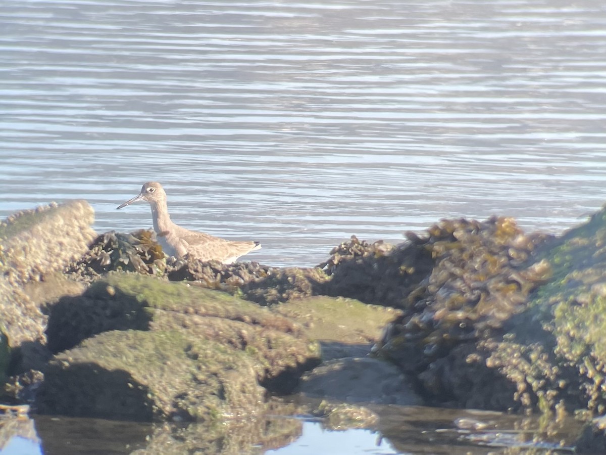 Willet - ML647736136