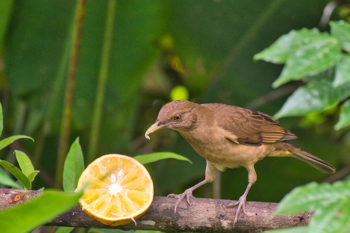 Clay-colored Thrush - ML647736137