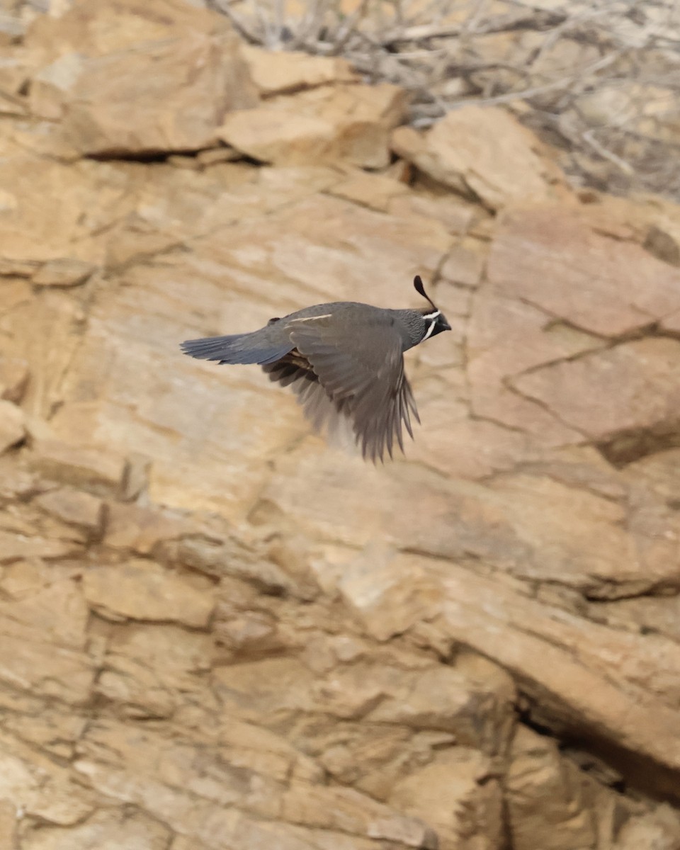 Gambel's Quail - ML647736138
