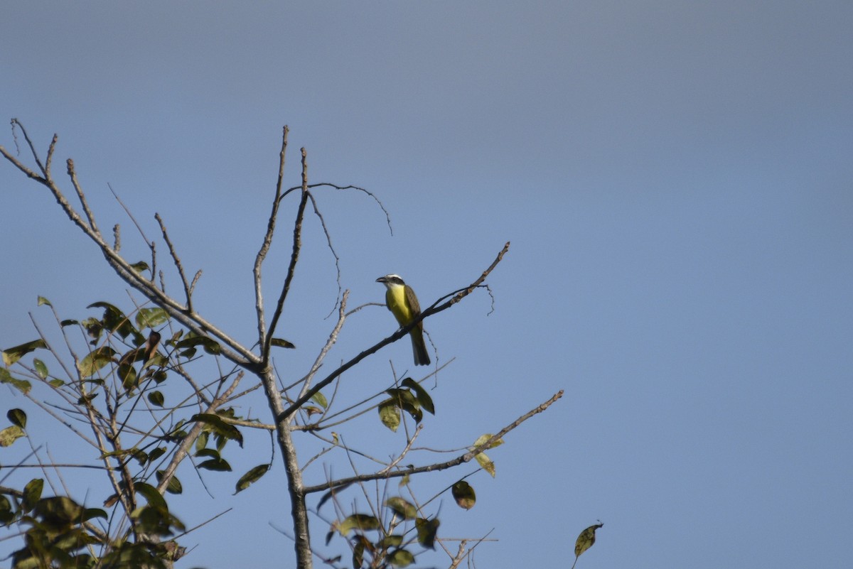 Boat-billed Flycatcher - ML647736139