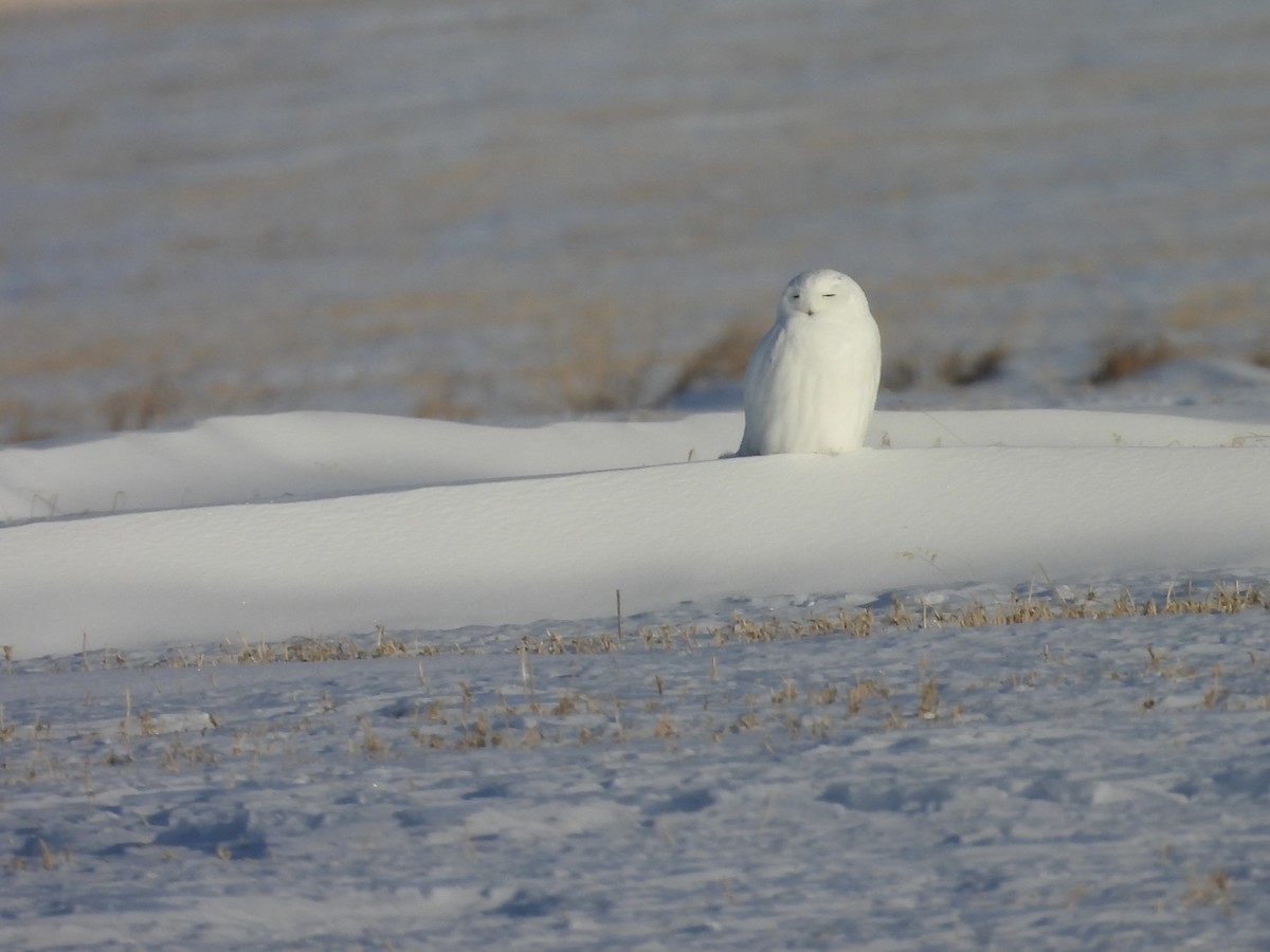 Snowy Owl - ML647736144