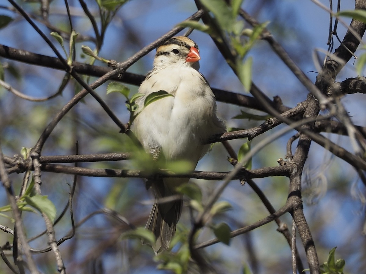 Pin-tailed Whydah - ML647736147