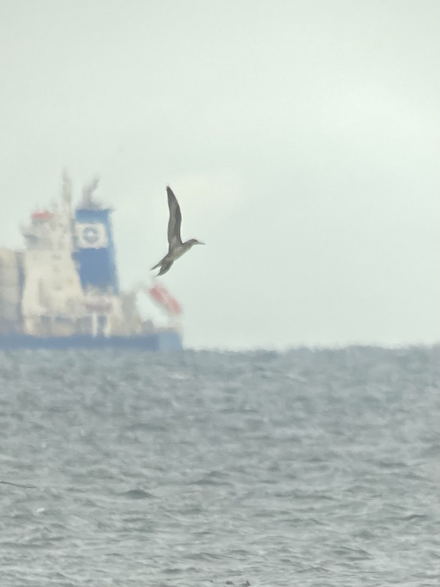 Northern Gannet - ML647736167