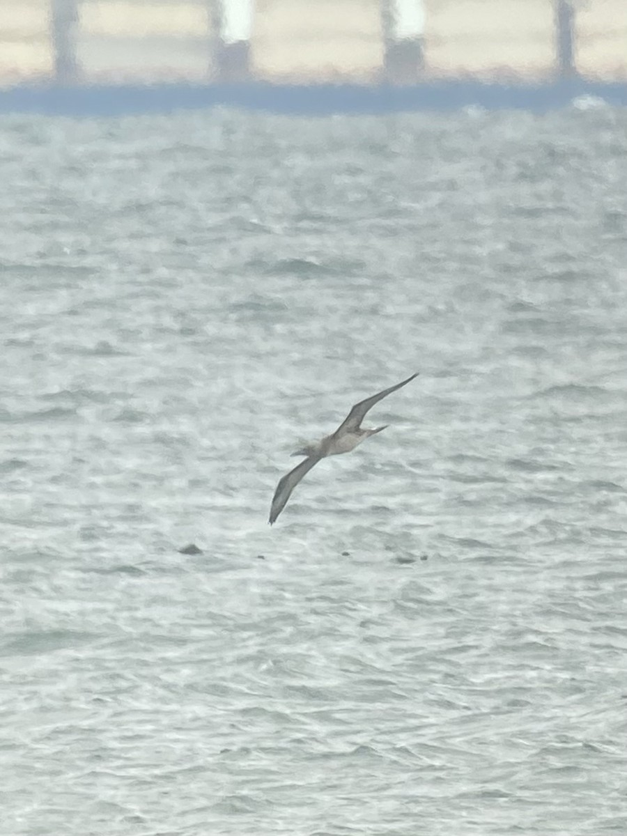 Northern Gannet - ML647736168