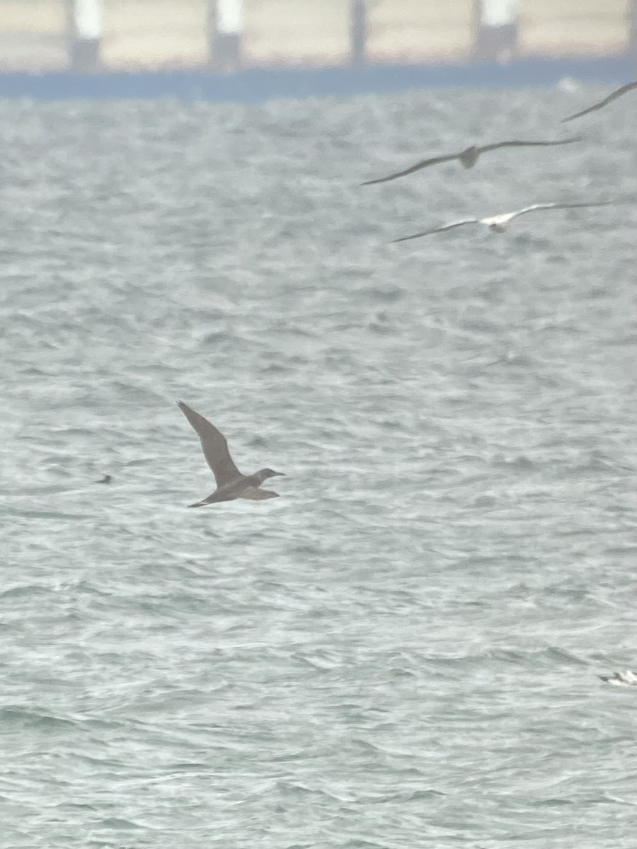 Northern Gannet - ML647736169