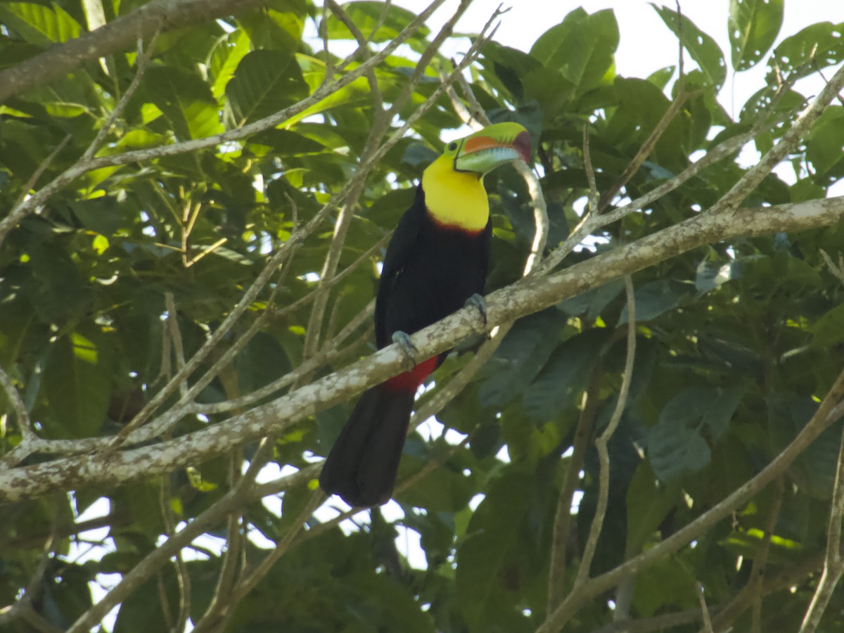 regnbuetukan - ML647736171