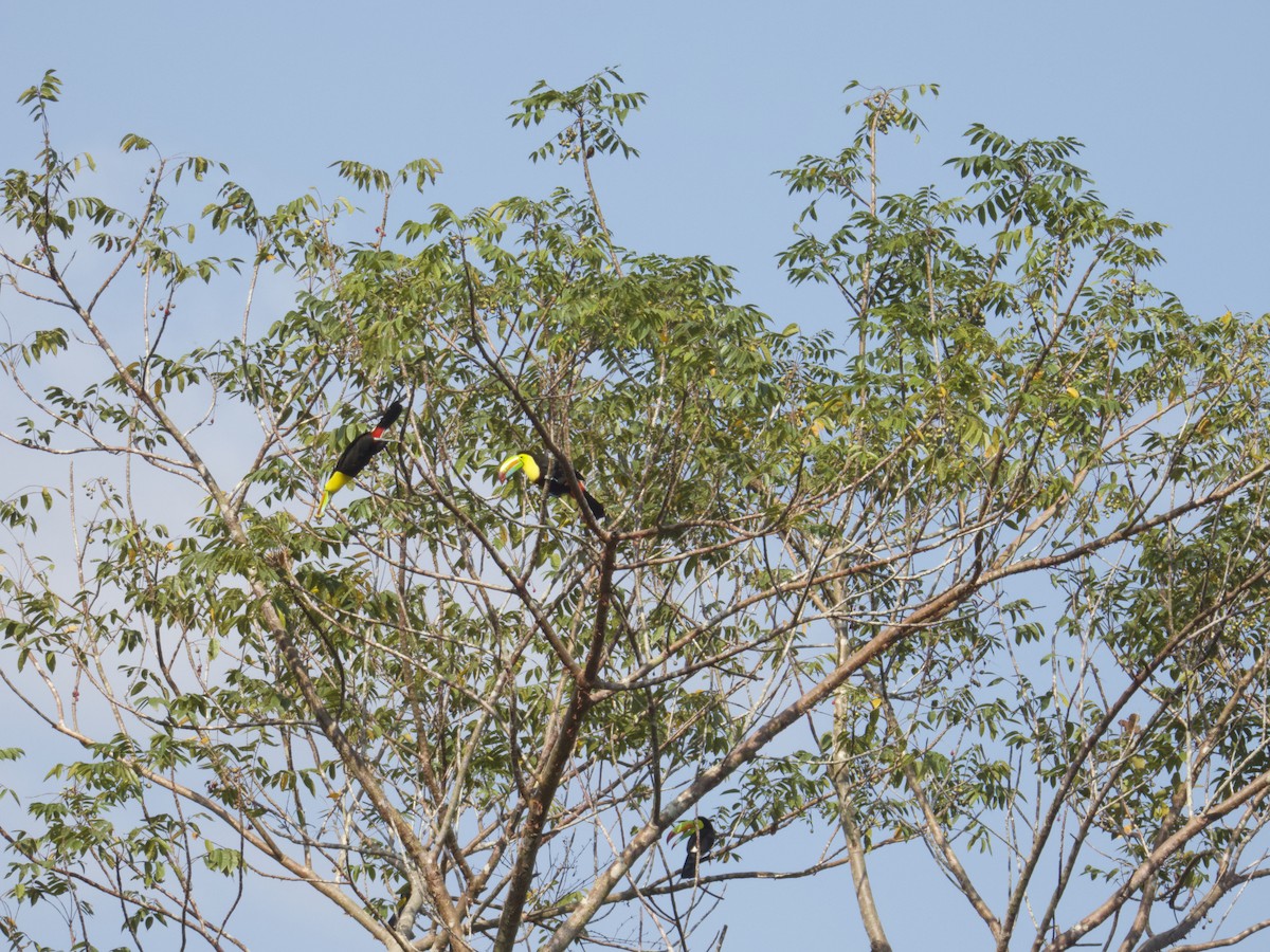 regnbuetukan - ML647736172