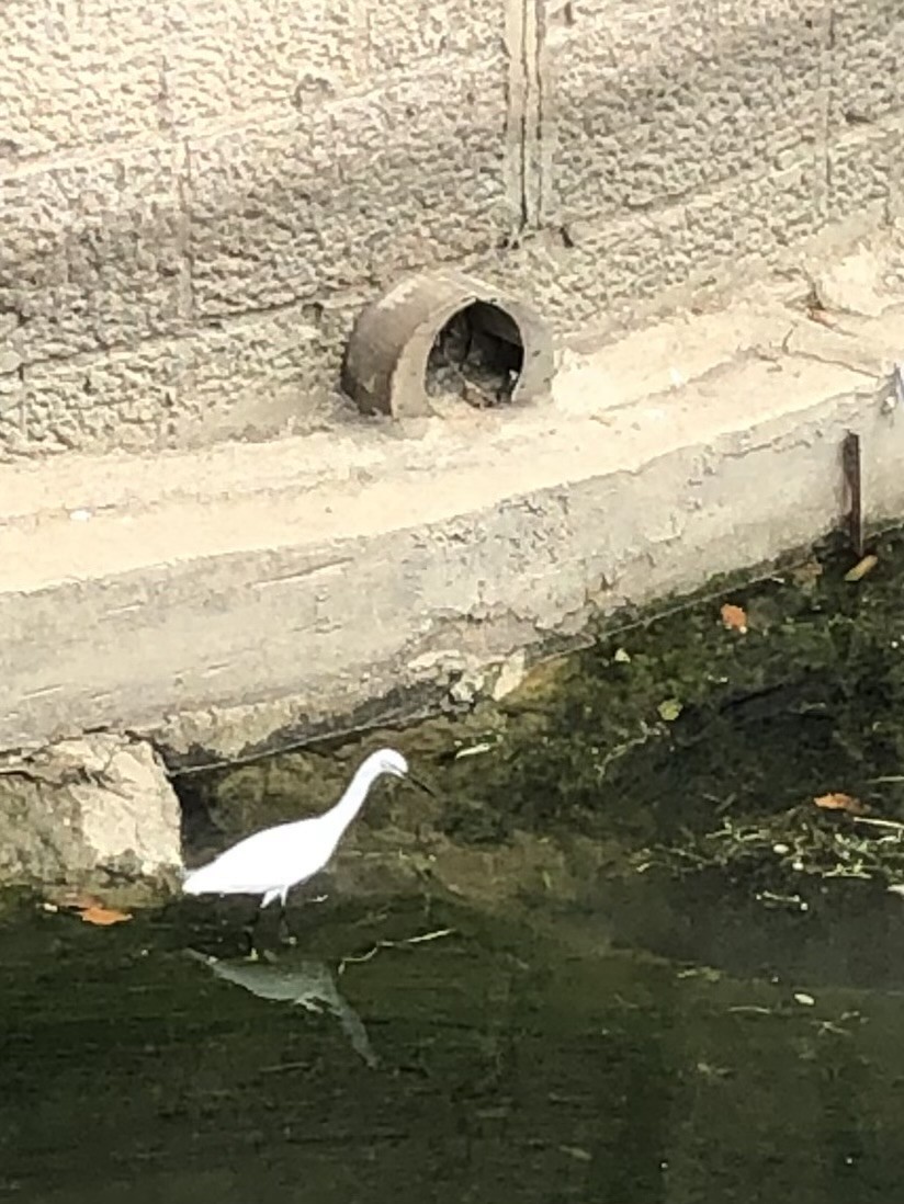 Little Egret - ML647736203