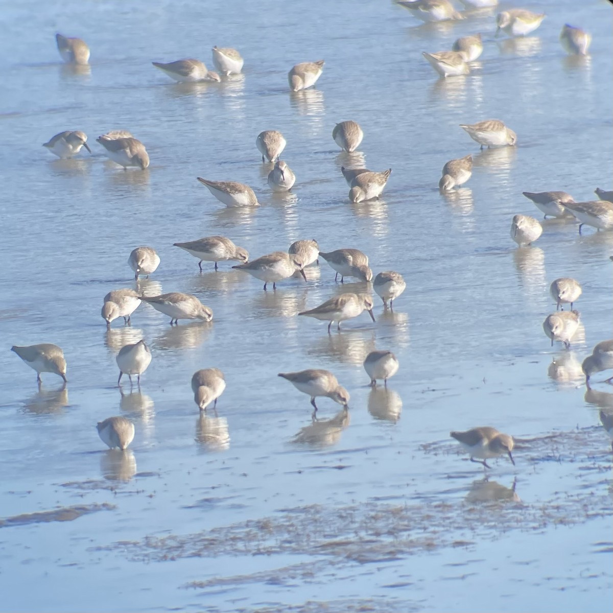 Western Sandpiper - ML647736204
