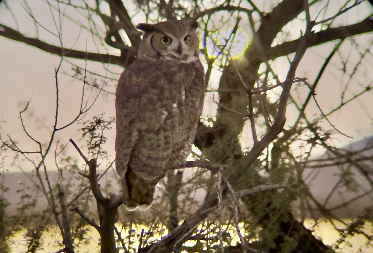 Great Horned Owl - ML647736205