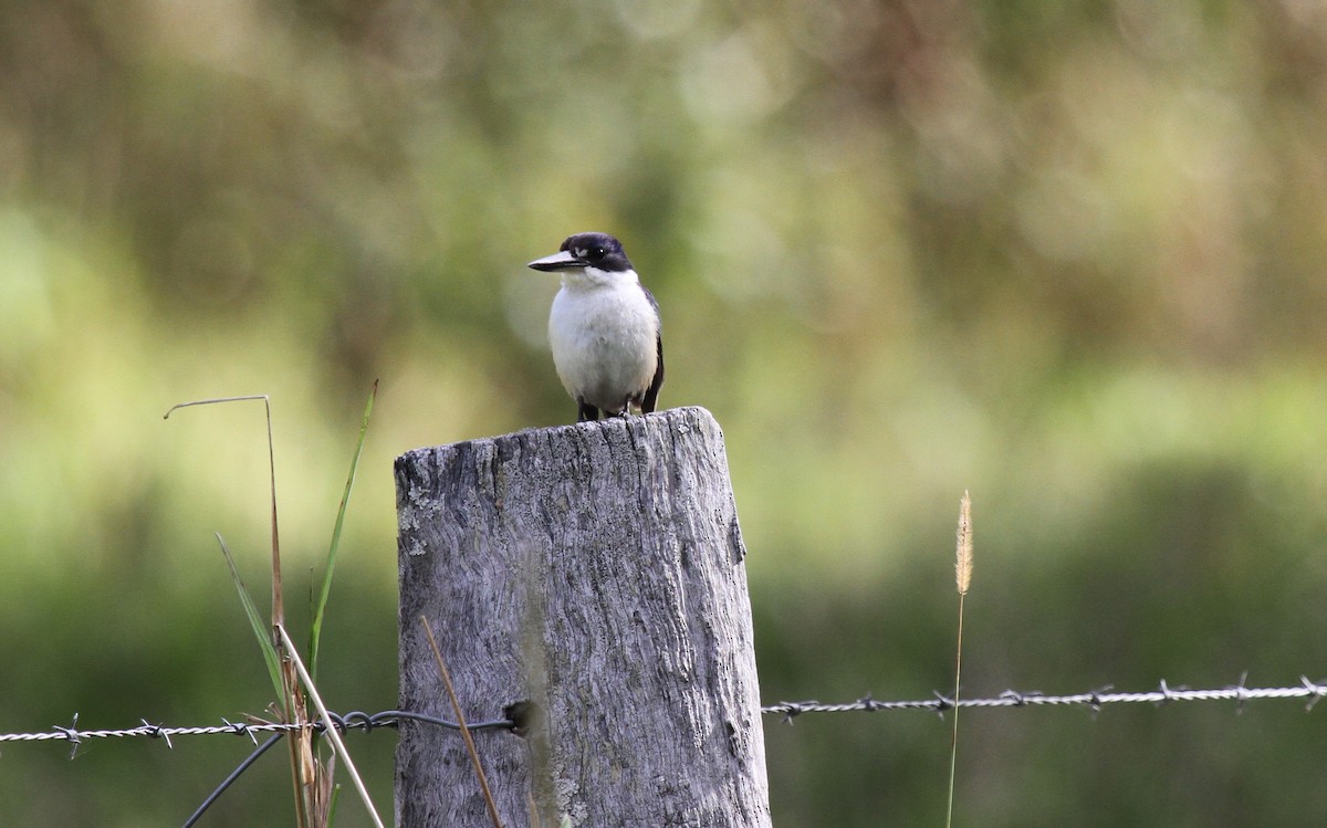Forest Kingfisher - ML647736217