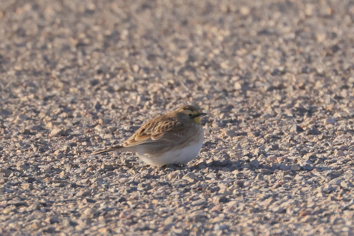Horned Lark - ML647736220
