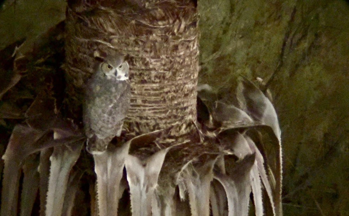 Great Horned Owl - ML647736221