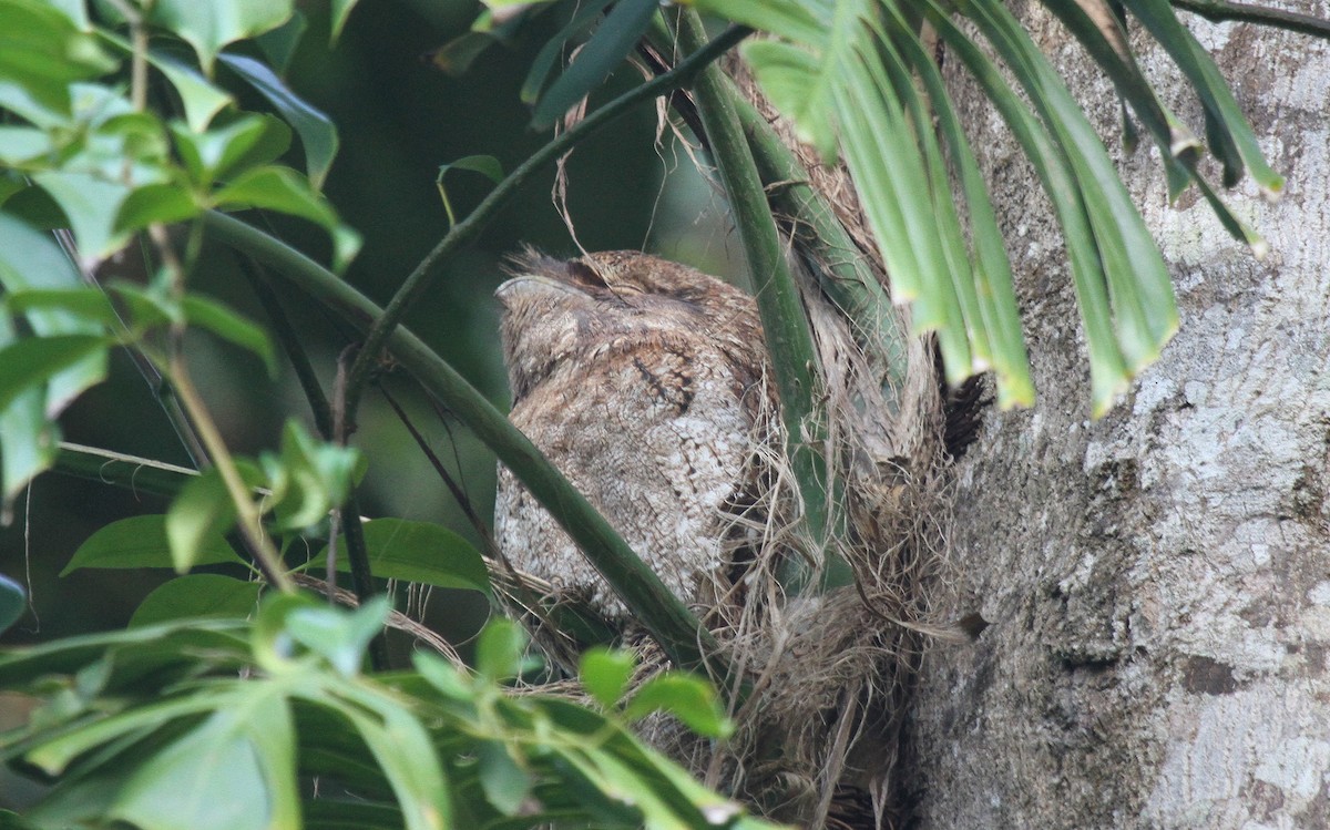 Papuan Frogmouth - ML647736249