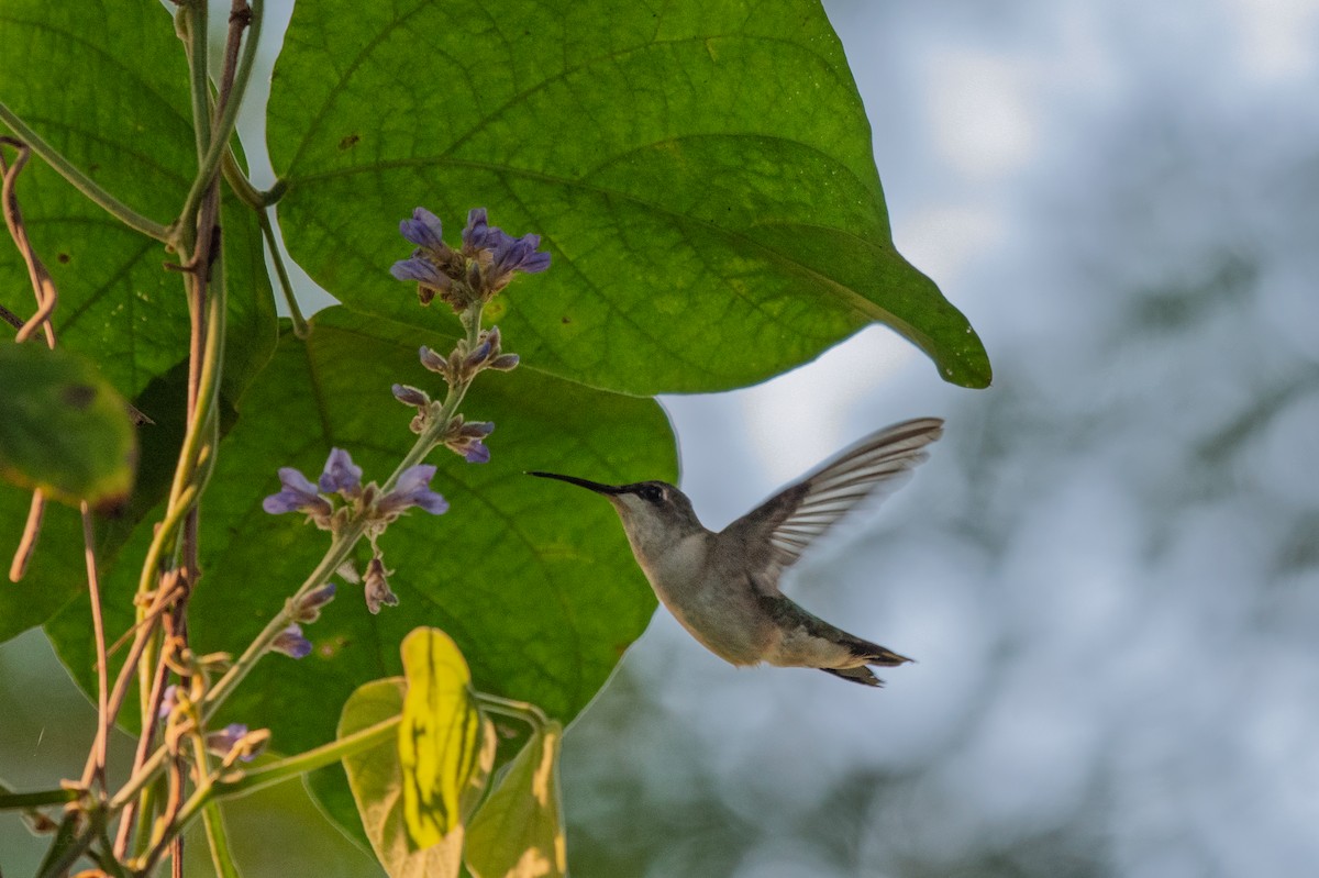 Ruby-throated Hummingbird - ML647736258