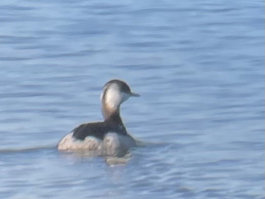 Красношейная поганка - ML647736259