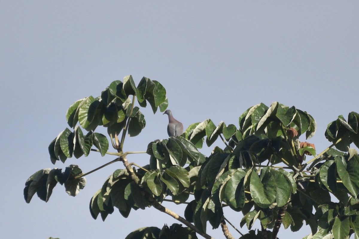 Pale-vented Pigeon - ML647736287