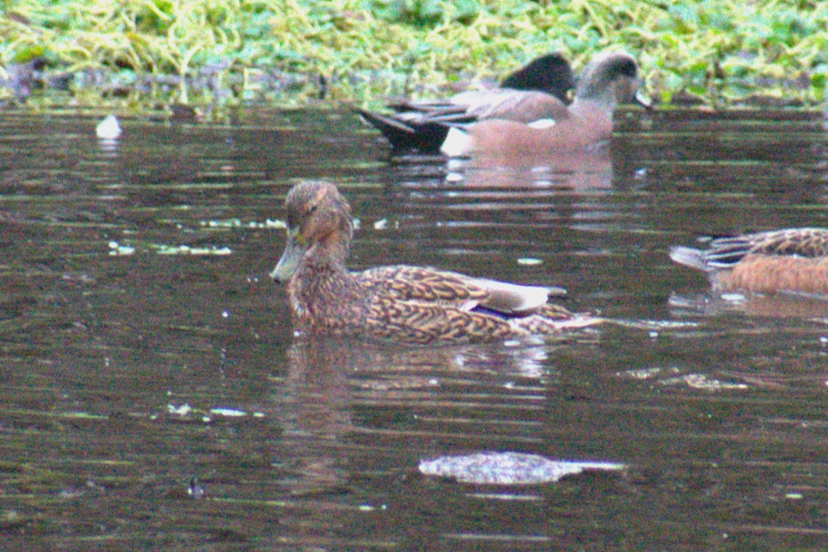 マガモ - ML647736290